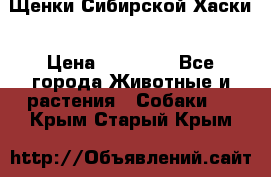 Щенки Сибирской Хаски › Цена ­ 20 000 - Все города Животные и растения » Собаки   . Крым,Старый Крым